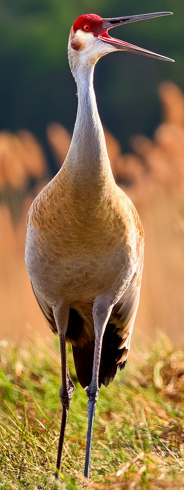 Sandhill Crane